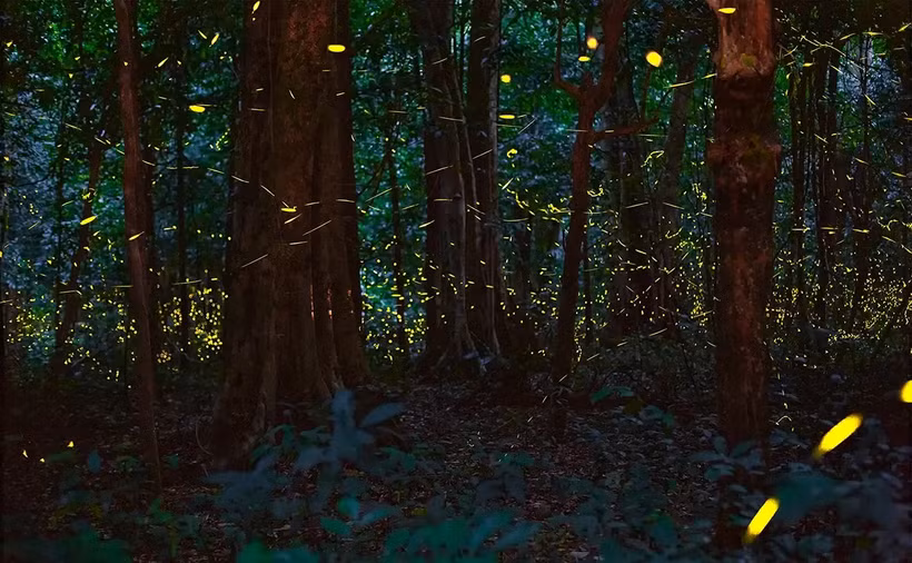 El bosque de luciérnagas (Fuente: thanhnien.vn)