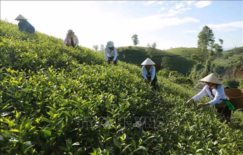 El distrito de Tan Son tiene la zona de cultivo de té más grande de la provincia de Phu Tho. Foto de ilustración (Fuente: VNA)