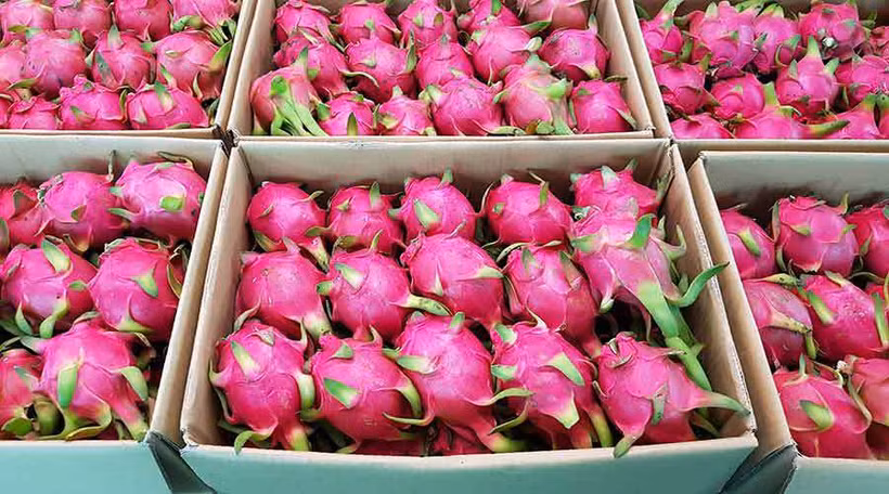 Vietnam exporta pitaya de pulpa roja y amarilla al mercado de Arabia Saudita. (Fuente:Internet)