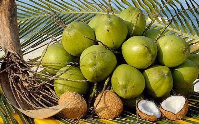 Los cocos frescos vietnamitas tienen la oportunidad de exportarse oficialmente a China. (Fuente: hiephoiduabentre.vn)