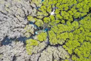 Manglar de Bau Ca Cai en provincia de Quang Ngai: un “pulmón verde” prístino y atractivo