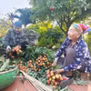 Agricultores de la provincia de Bac Ninh cosechan lichis. Foto: VNA