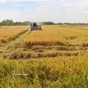Producción de arroz de alta calidad mediante mecanización en la región arrocera de la provincia de An Giang. Foto: VNA