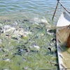 Cultivo de pangasius en la provincia survietnamita de Dong Thap. (Foto: VNA)