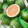 El pomelo vietnamita ha entrado oficialmente en el mercado australiano. Foto: El pomelo vietnamita de piel verde ha entrado oficialmente en el mercado australiano. Foto: VNA
