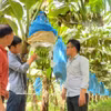 Plantación de banano cultivada según los estándares de la empresa conjunta agrícola de alta tecnología Hung Son en la provincia de Gia Lai. (Foto: VNA)