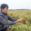 En 2020, el Departamento de Propiedad Intelectual otorgó a "Arroz Pegajoso de Terciopelo Tam Son" en Bac Ninh el Certificado de Registro de Marca Colectiva. En 2023, "Arroz Pegajoso de Terciopelo Tam Son" recibió la certificación de producto OCOP de 3 estrellas. Foto: VNA