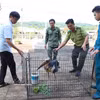 Las autoridades de la ciudad sureña de Dong Nai transfirieron el 13 de junio un ejemplar de marabú menor (Leptoptilos javanicus) para su rescate y conservación. Foto: VNA