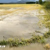 Arrozales en la provincia de Lam Dong quedaron sumergidos tras la lluvia. (Foto: VNA)