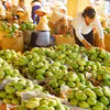 Los mangos de la provincia deDong Thap se exportan actualmente a muchos países del mundo. Foto: VNA