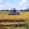 Cosecha de arroz con bajas emisiones en la Cooperativa de Servicios Agrícolas de Hong Phat, comuna de Vinh Thanh, provincia de Ca Mau. Foto: VNA.