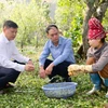 Líderes del barrio de Chieng An en la provincia de Son La inspeccionan los daños causados ​​por las granizadas en amplias zonas agrícolas de la aldea de Tong Xet. (Foto: VNA)