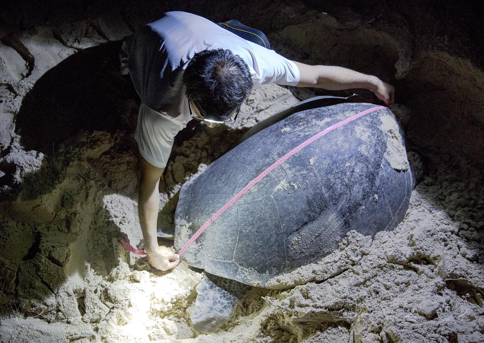 Chequeo de salud de una madre tortuga que da a luz en la costa. (Fuente: VNA)