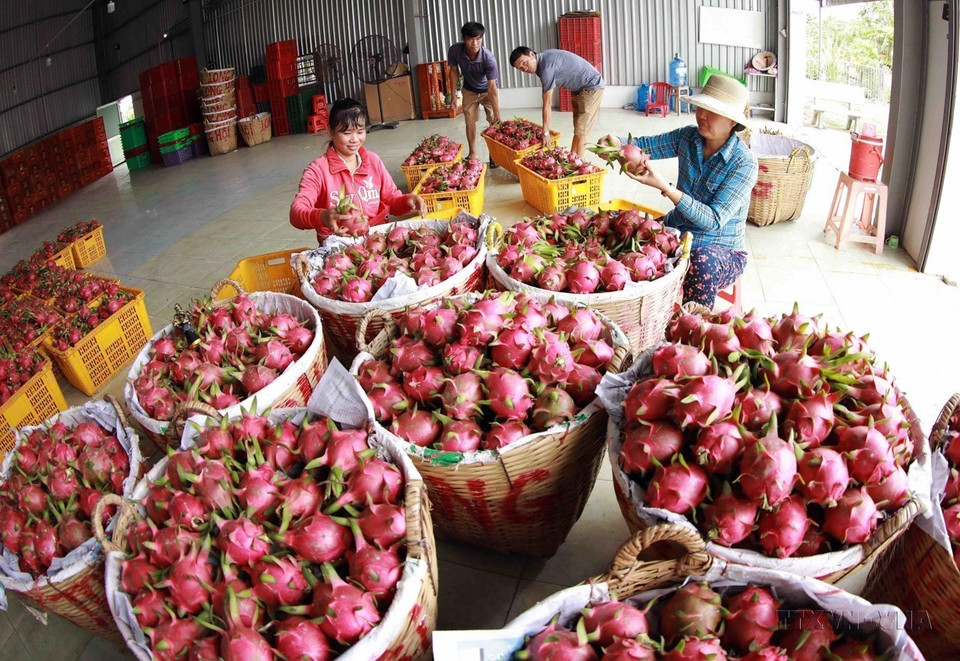 La cooperativa de pitahaya Long Hoi, en la provincia de Long An, suministra al mercado interno y a China más de cinco mil toneladas de esa fruta cada año. (Foto: VNA)