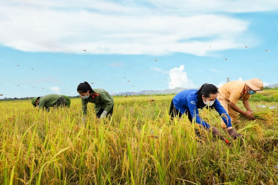 Oficiales policiales del distrito de Huong Son, provincia de Ha Tinh, se coordinan con la juventud local para ayudar a los campesinos a cosechar el arroz de verano-otoño. (Foto: VNA)