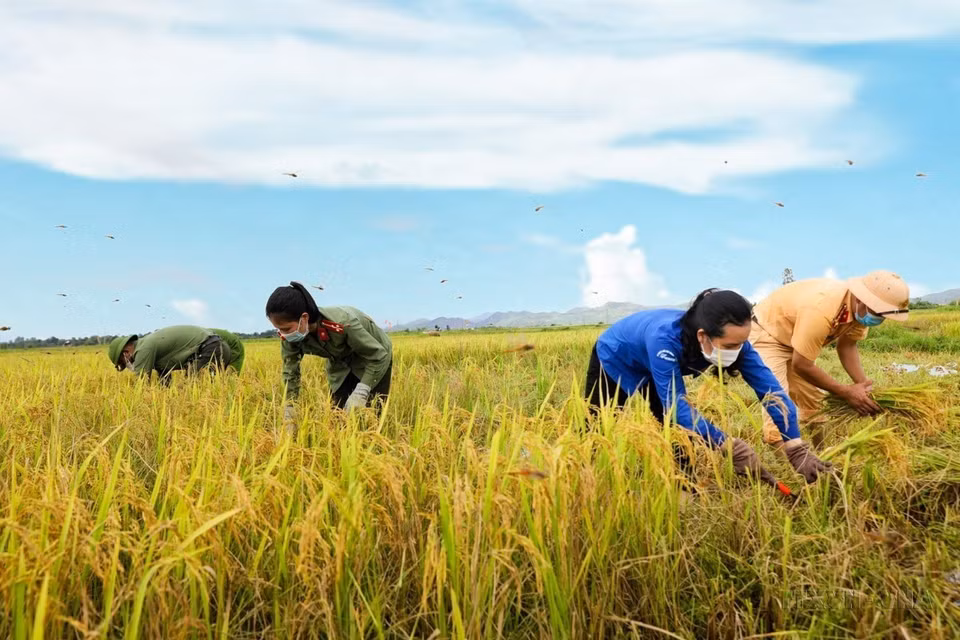 Oficiales policiales del distrito de Huong Son, provincia de Ha Tinh, se coordinan con la juventud local para ayudar a los campesinos a cosechar el arroz de verano-otoño. (Foto: VNA)