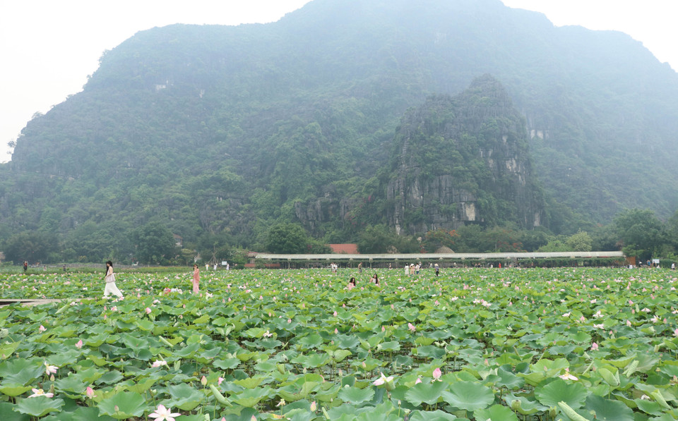 La temporada del loto florece en la zona turística de Hang Mua, distrito de Hoa Lu, lo que atrae a muchas personas y turistas para visitar y tomar fotografías. (Fuente: VNA)