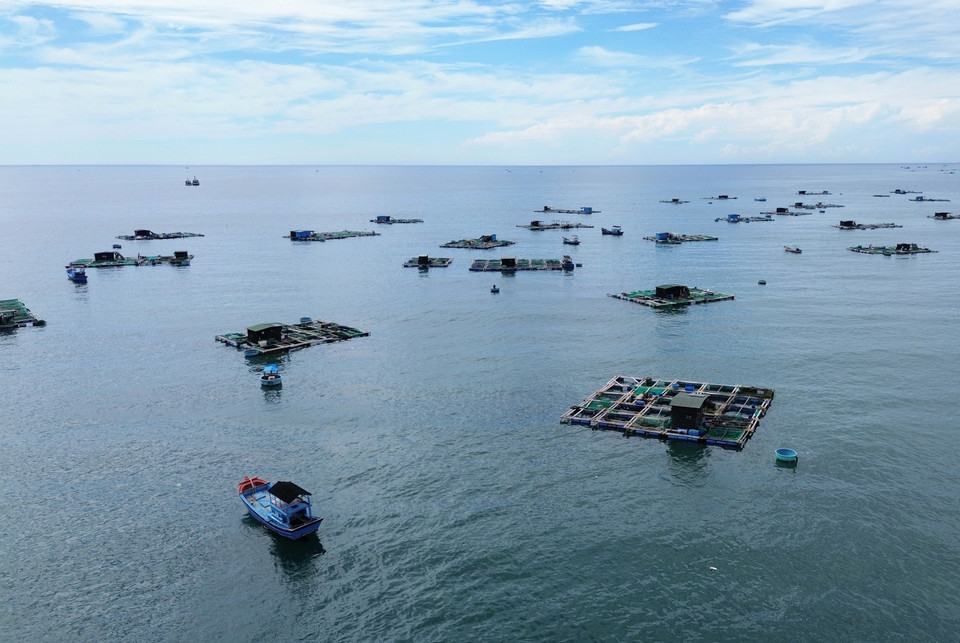 Modelo de cultivo de mariscos en jaulas en Ninh Thuan. (Fuente:VNA)
