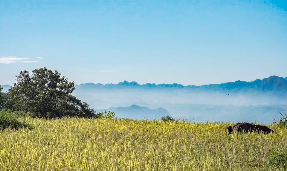Intercalados en las laderas hay campos en terrazas y árboles forestales; el espacio aquí sigue siendo prístino y tranquilo. (Fuente: VNA)