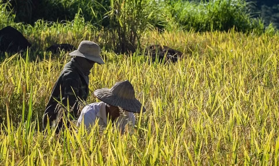 Los campos en terrazas de la comuna de Mien Doi (distrito de Lac Son, Hoa Binh) están en temporada de cosecha. (Fuente: VNA)