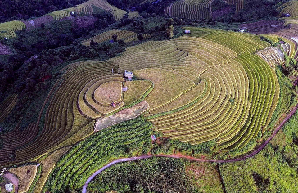 Los arrozales en terrazas durante la temporada de maduración en la comuna de Xim Vang parecen suaves tiras de seda dentro de un panorama poético. (Foto: VNA)
