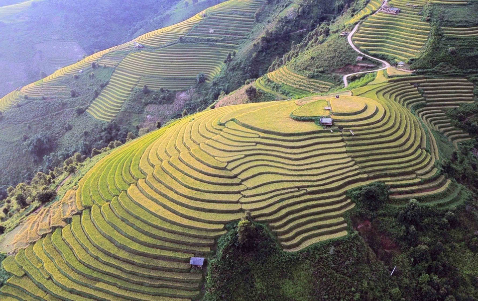 Los arrozales en terrazas durante la temporada de maduración en la comuna de Xim Vang parecen suaves tiras de seda dentro de un panorama poético. (Foto: VNA)