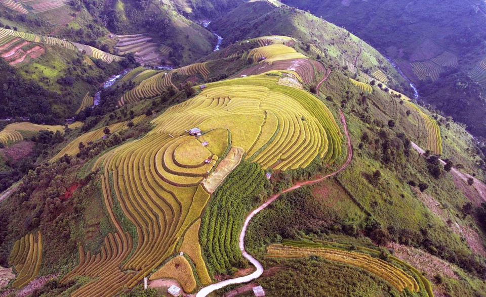 Los arrozales en terrazas durante la temporada de maduración en la comuna de Xim Vang parecen suaves tiras de seda dentro de un panorama poético. (Foto: VNA)
