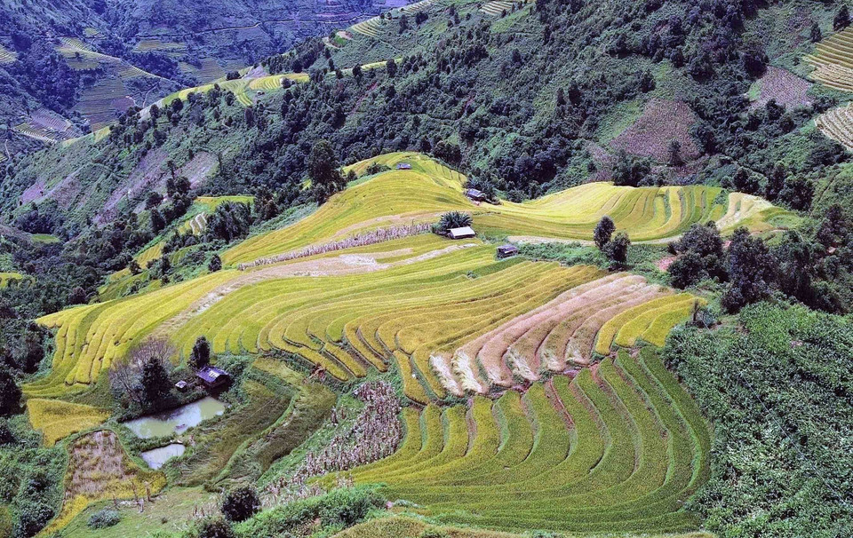 Los arrozales en terrazas durante la temporada de maduración en la comuna de Xim Vang parecen suaves tiras de seda dentro de un panorama poético. (Foto: VNA)