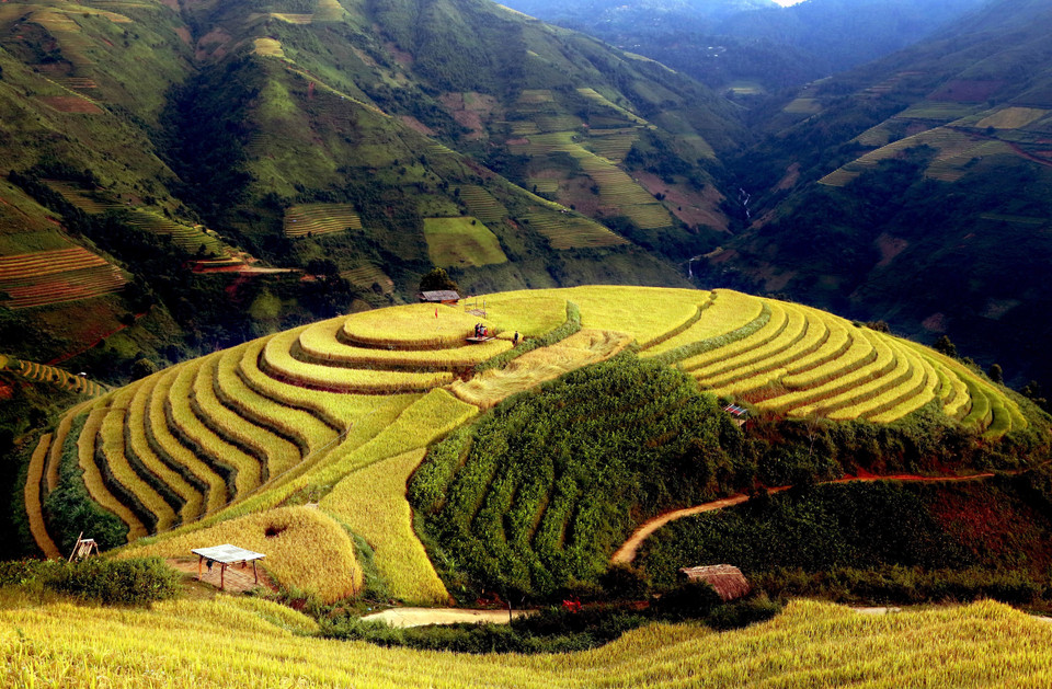 Los arrozales en terrazas durante la temporada de maduración en la comuna de Xim Vang parecen suaves tiras de seda dentro de un panorama poético. (Foto: VNA)