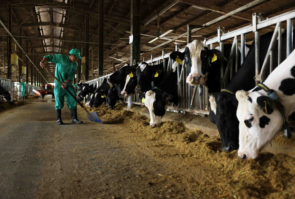 La granja lechera Binh Dinh, de la comuna de Nhon Tan, de la ciudad municipal de An Nhon, tiene mil vacas lecheras en proceso de cosecha, y cada mes proporciona cerca de 900 toneladas de leche fresca para el procesamiento de la empresa MTV. (Fuente: VNA)