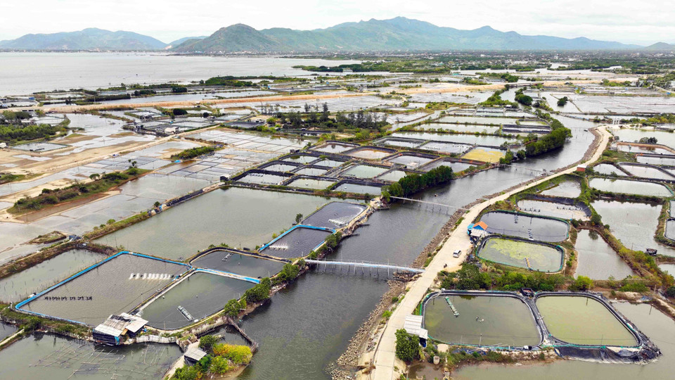La provincia de Binh Dinh planea para 2030 contar con una superficie acuícola de cuatro mil 300 hectáreas, con una producción acuática de 24 mil toneladas por año. (Fuente: VNA)