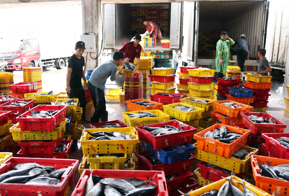 Productos acuáticos de alta mar se recolectan en el puerto pesquero de Quy Nhon, provincia de Binh Dinh. (Fuente: VNA)