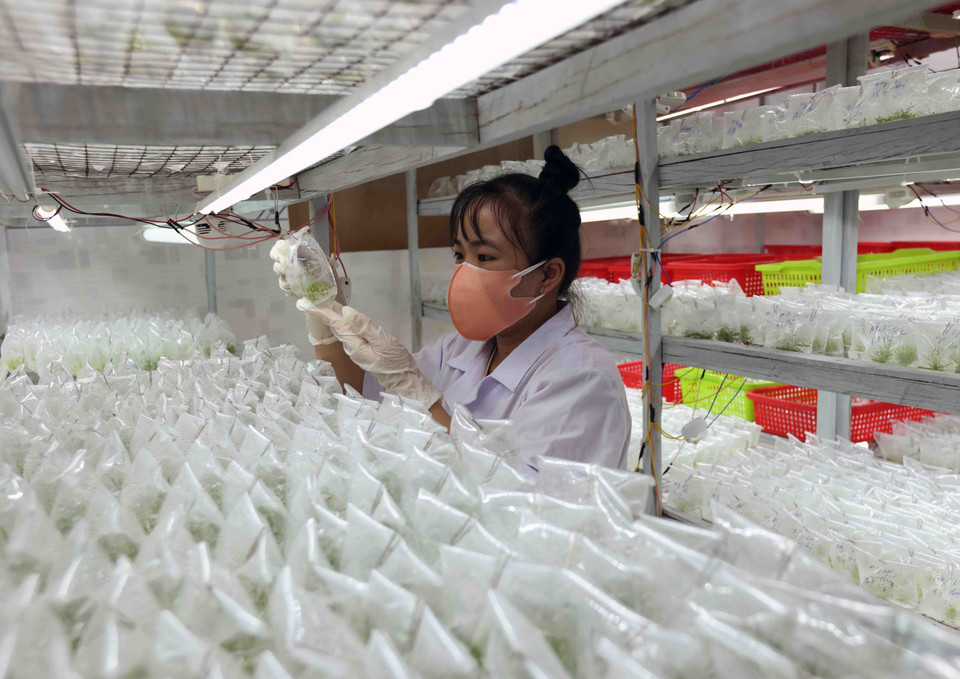 Producción de plántulas forestales en la empresa privada Nguyen Hanh, en la comuna de Phuoc Thanh, en el distrito de Tuy Phuoc. (Fuente: VNA)