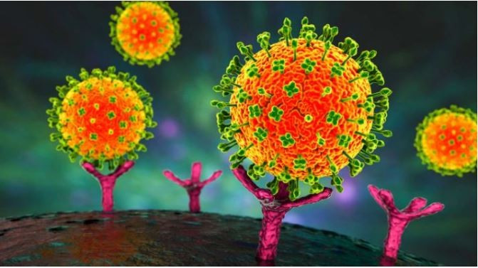 Vietnam no registra casos de virus Nipah | Vietnam+ (VietnamPlus)