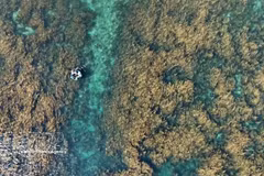Quang Ngai refuerza protección de los ecosistemas de sargazo