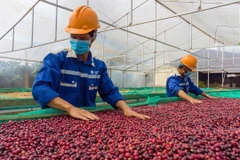 Los grupos de productos agrícolas de Vietnam tienen ventajas a la hora de exportar a Estados Unidos en particular y al mundo en general. (Foto: thanhnien.vn)