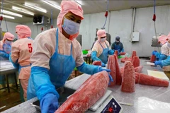 El procesamiento preliminar de productos de atún para exportación en la fábrica de la empresa Ba Hai, en la provincia de Phu Yen. (Foto: VNA)