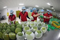 Vietnam refuerza base de cadena de valor hortofrutícola. (Foto: VNA)