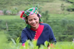  Artesana vietnamita eleva el nivel del té La Bang con una mentalidad agrícola moderna