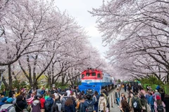 Festival de flor de cerezo en Corea del Sur (Foto: KTO)