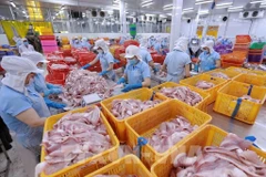 La UE no aplicará medidas defensivas fiscales y no fiscales contra Vietnam. Foto ilustrativa: Clasificación de productos de filete de pangasius en la fábrica de Navico. (Fuente: VNA)