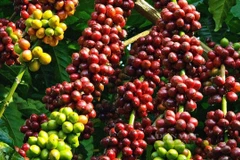 Conocimiento sobre el cultivo y procesamiento del café de Dak Lak, patrimonio cultural inmaterial de Vietnam