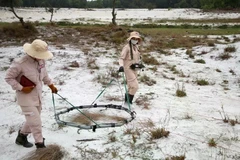 Actividades de desminado en la provincia de Quang Tri. (Foto: VNA)
