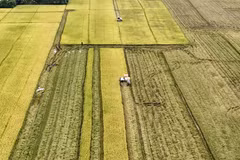 Una cosechadora cosecha arroz maduro en la ciudad de Long Xuyen, provincia de An Giang. Las exportaciones son un importante motor del crecimiento del PIB de Vietnam. (Foto: VNA)