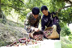 Buena cosecha de ciruelas en la provincia de Son La