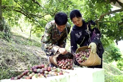 Buena cosecha de ciruelas en la provincia de Son La