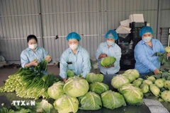 Envasado de verduras producidas mediante el proceso VietGap en la Cooperativa Agrícola Van Duc, Hanoi. (Foto: VNA)