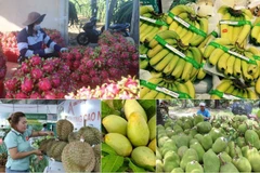 El sector agrícola está ampliando cada vez más sus mercados de exportación. (Foto: Vietnam+)