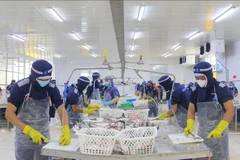 Los trabajadores de la compañía de importación y exportación de mariscos Cuu Long An Giang (parque industrial My Quy, ciudad de Long Xuyen) regresan a trabajar con normalidad después del feriado del Año Nuevo Lunar de 2025. (Foto: VNA)