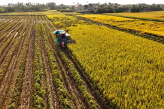 Avance espectacular de la agricultura vietnamita